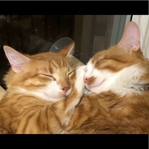 Meet your Posher, Dianne